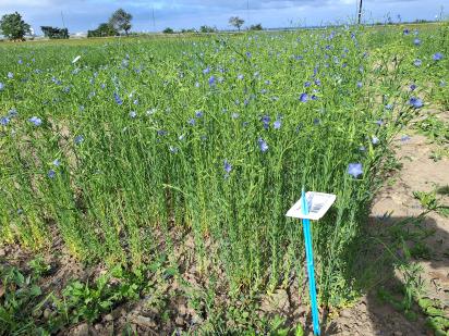 Click for 1 image(s) for this accession.